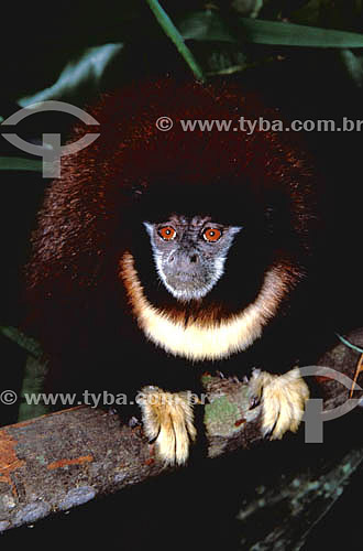 Callicebus Torquatus
